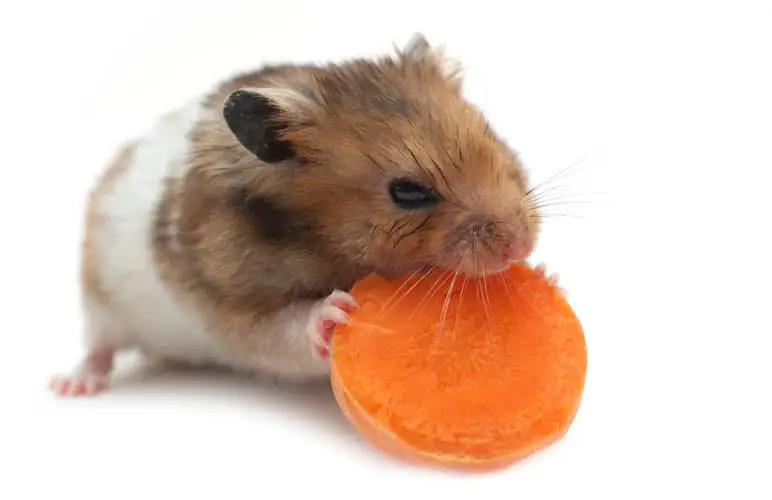 syrian hamster eating some healthy veggies