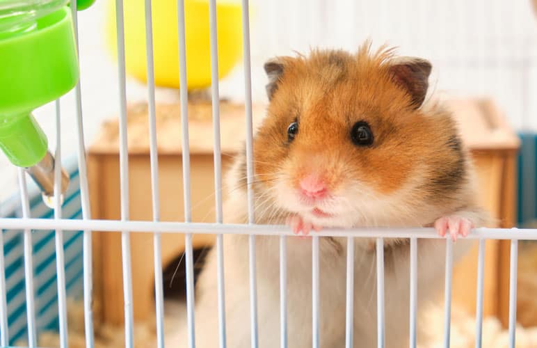 syrian hamster in a cage