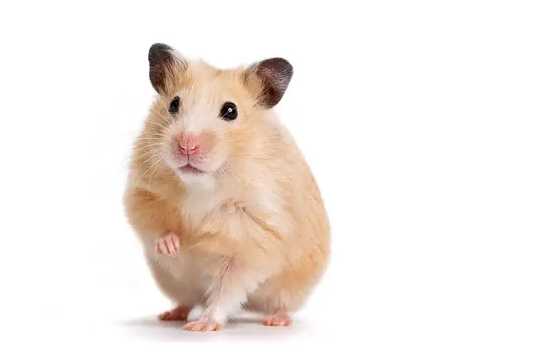 Syrian Hamster photo, one of the largest hamster breeds
