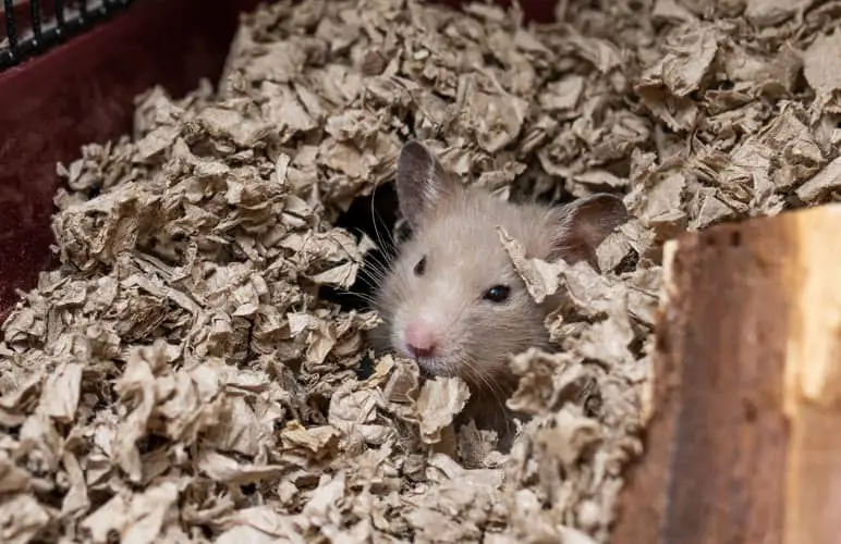 syrian hamster hidden in bedding