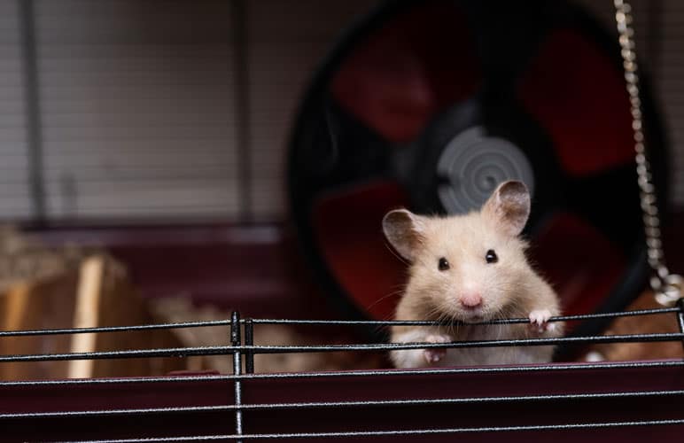 avoid aromatic or dusty bedding for syrian hamsters!