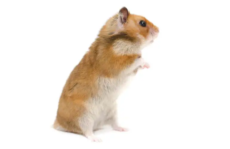 hamster with their tiny tail