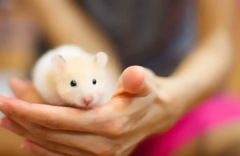 person carefully handling a syrian hamster