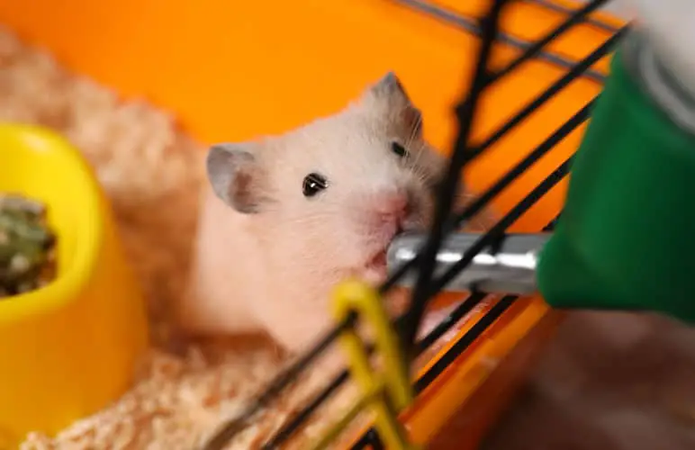 syrian hamster drinking from a bottle in their cage
