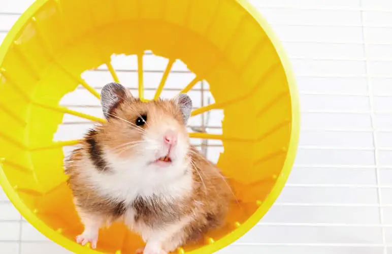 syrian hamster playing inside a wheel