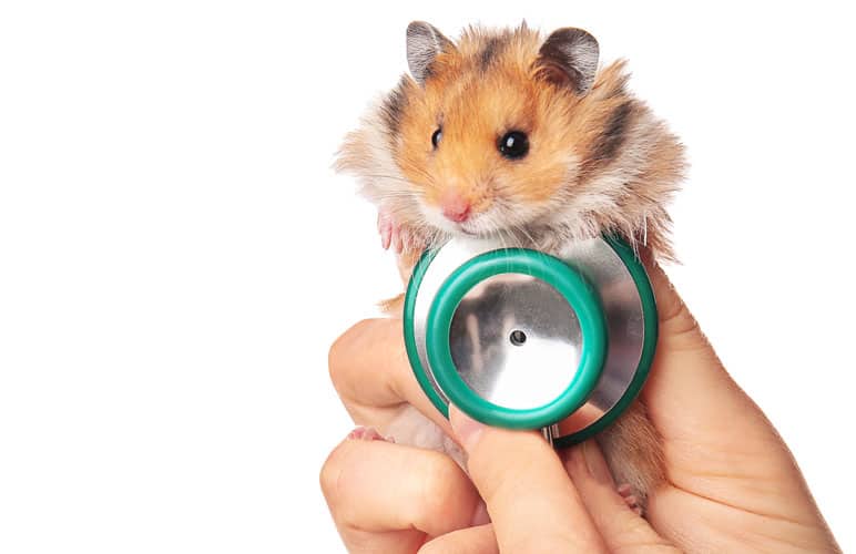 syrian hamster being checked by a veterinarian