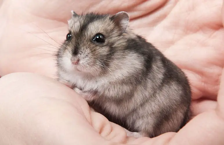 dwarf hamster being held, they have very short tails