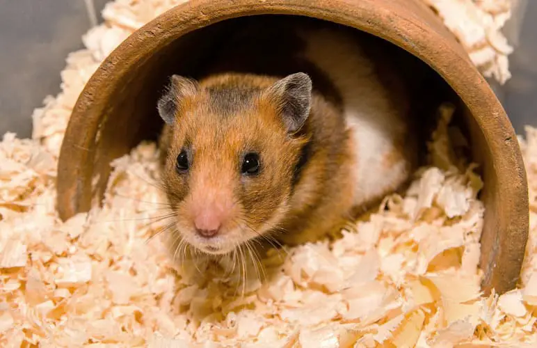 happy hamster with a clean bedding