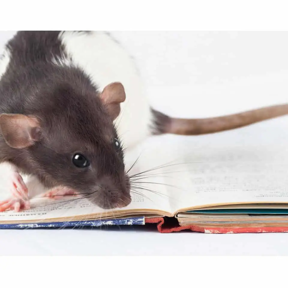 The Best Books On Pet Rats For You Thumbnail
