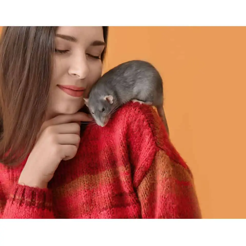 Are Pet Rats Friendly Thumbnail