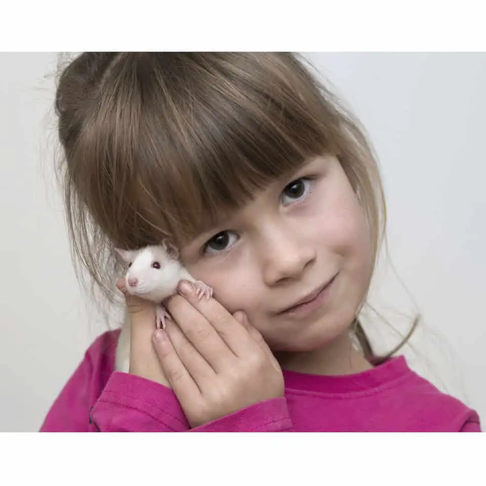 Are Rats Good And Safe Pets For Kids