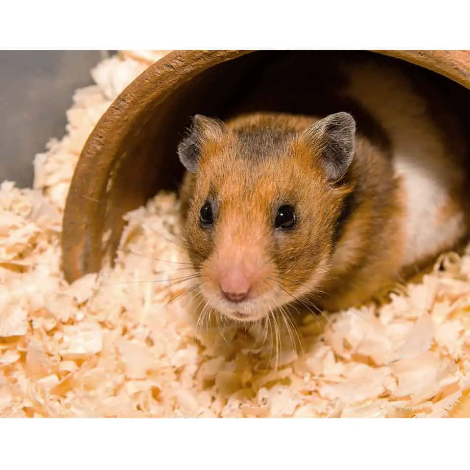 Bedding Options For Syrian Hamsters Thumbnail