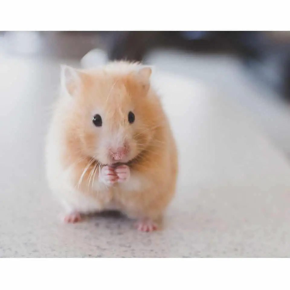 Do Syrian Hamsters Have Long Tails Thumbnail