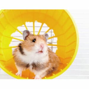 How To Care For A Pet Syrian Hamster Thumbnail