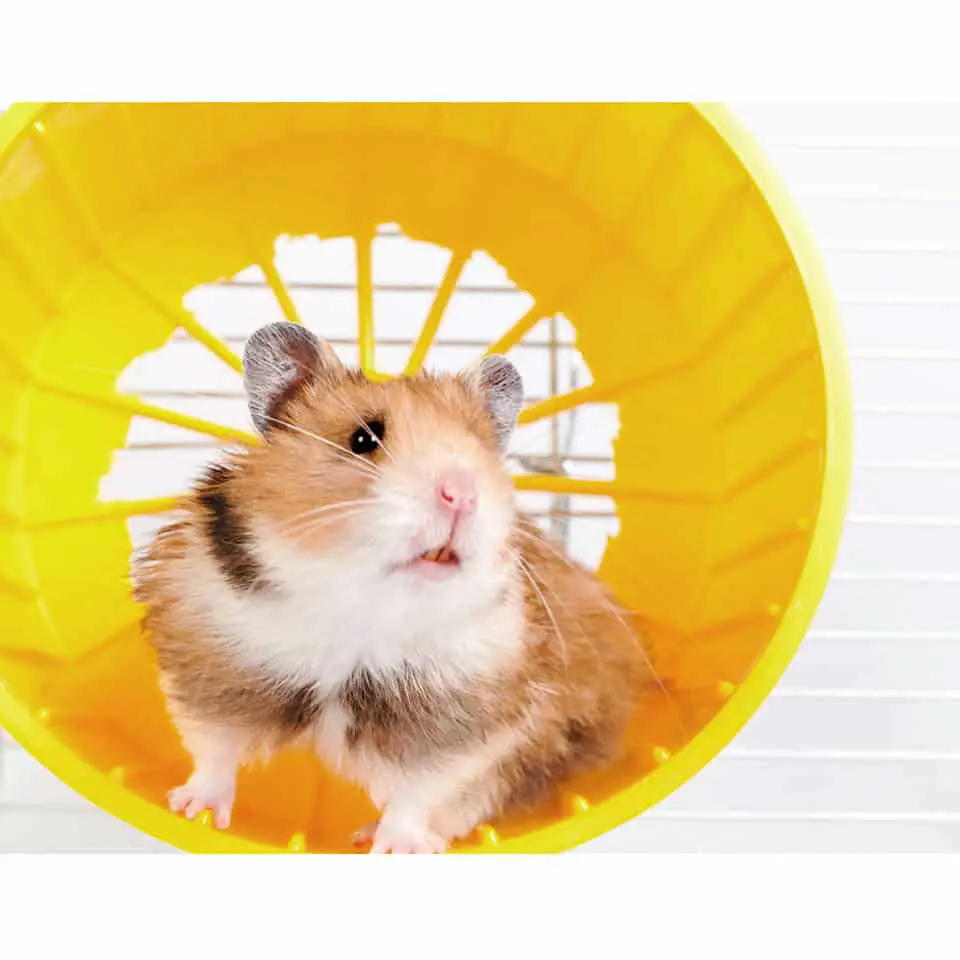 How To Care For A Pet Syrian Hamster Thumbnail