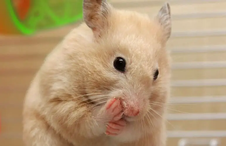 Syrian hamster grooming himself