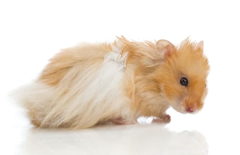 Long-Haired Syrian Hamster