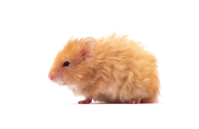 Rex Syrian Hamster