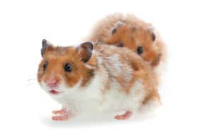 Picture of Guide to Syrian Hamster Varieties: Colors, Coats, and More
