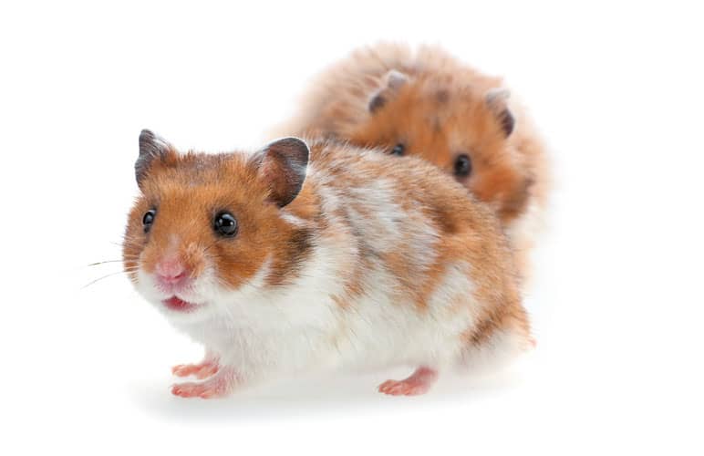 Roan Syrian Hamsters