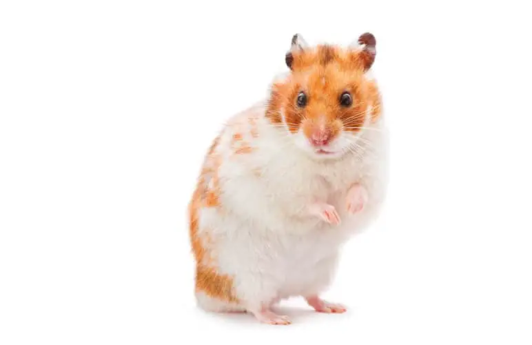 Dominant Spot Syrian Hamster