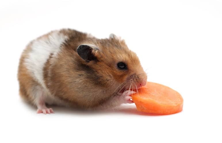 Agouti Syrian Hamster