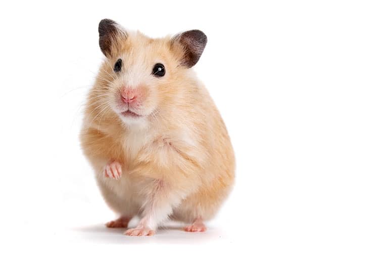 Classic Golden Syrian Hamster