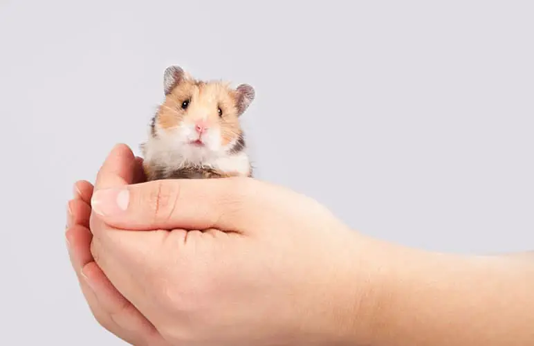 tiny syrian hamster being held