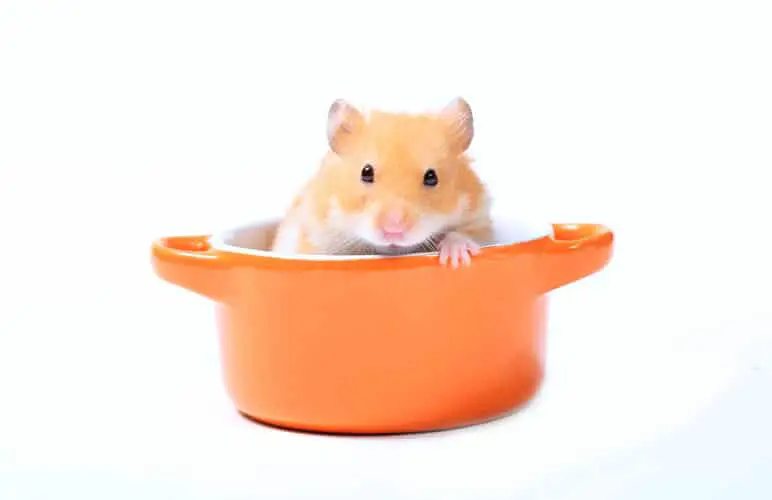 adorable syrian hamster inside a container