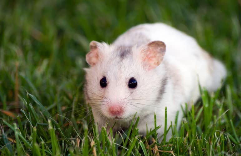 Dove Syrian Hamster