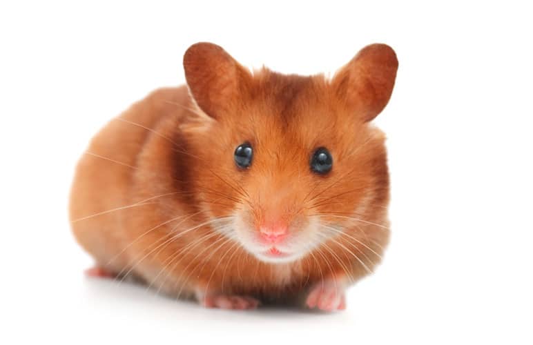 Cinnamon Syrian Hamsters