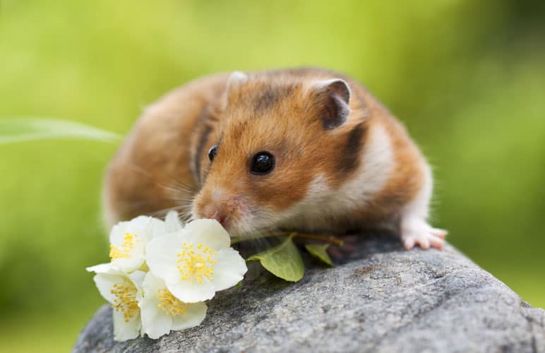 Tortoiseshell Syrian Hamsters