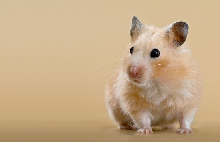 Satin Syrian Hamster