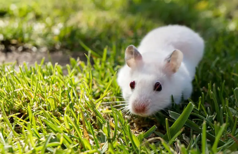 Albino Syrian Hamster