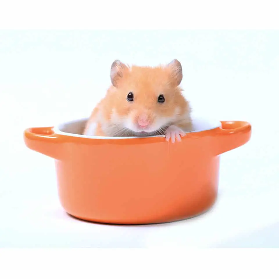 Hamster Sand Baths Thumbnail